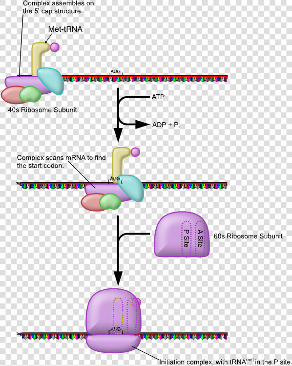 Eukaryotic Translation Initiation  HD Png DownloadTransparent PNG