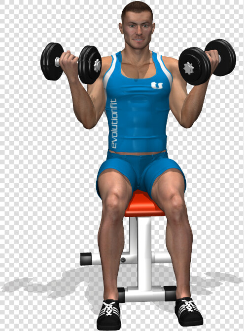 Transparent Biceps Png   Curl Con Manubri Da Seduto  Png DownloadTransparent PNG