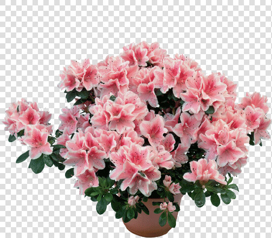 Azalea Png  Transparent PngTransparent PNG