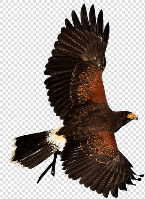 Bird Of Prey  HD Png DownloadTransparent PNG