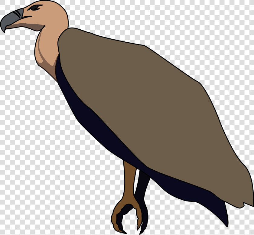 Bird vulture flightless Bird andean Condor   Turkey Vulture Clipart  HD Png DownloadTransparent PNG