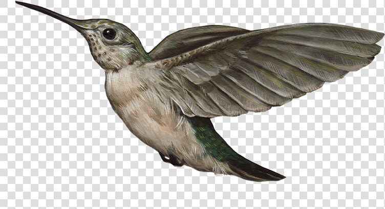 Humming Bird Png  Transparent PngTransparent PNG