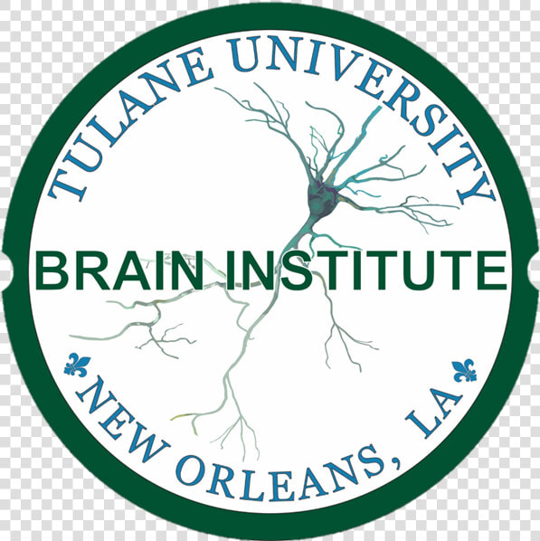 Tulane Brain Institute Logo  HD Png DownloadTransparent PNG