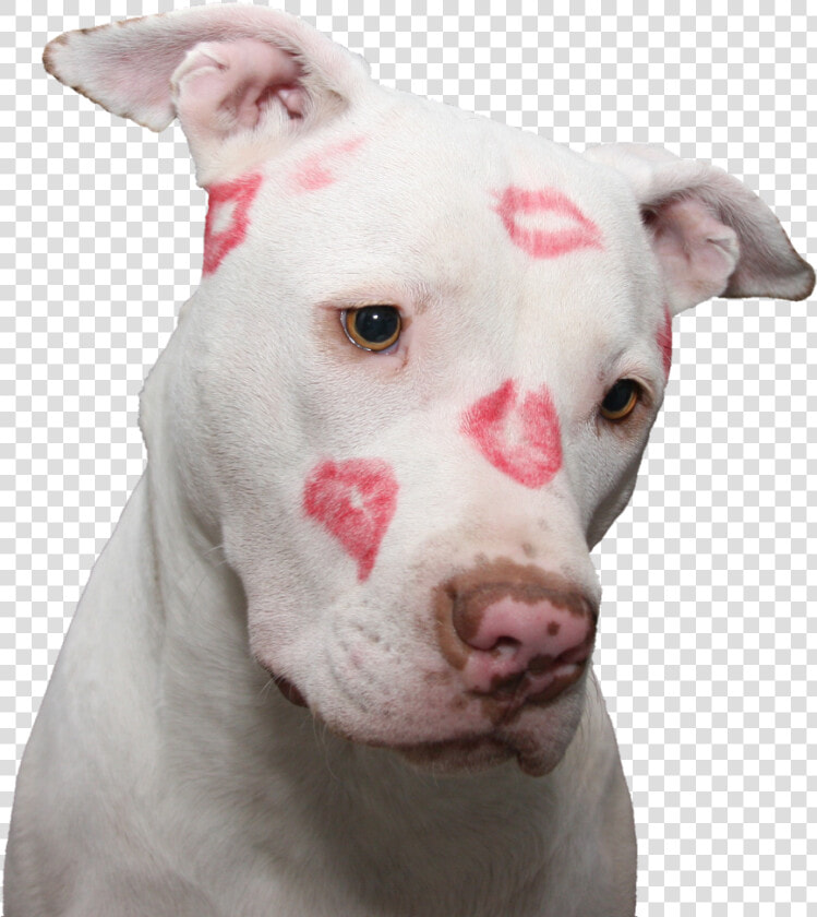  puppy  dog  love  kiss  kisses  cute  doggo  pupper   American Pit Bull Terrier  HD Png DownloadTransparent PNG