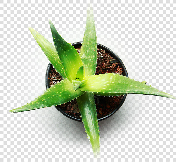 Indoor Aloe Vera For Cannabis   Aloe Vera Plant Hd  HD Png DownloadTransparent PNG