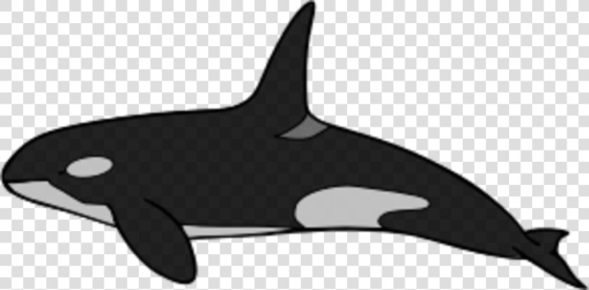 Transparent Whale Clipart Black And White   Killer Whale  HD Png DownloadTransparent PNG