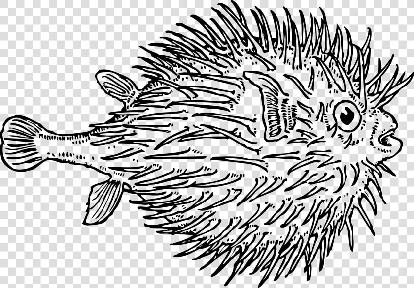 Pufferfish Fugu Clip Art  HD Png DownloadTransparent PNG