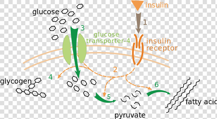 Insulin Glucose Metabolism Zp   Process Of Insulin And Glucose  HD Png DownloadTransparent PNG