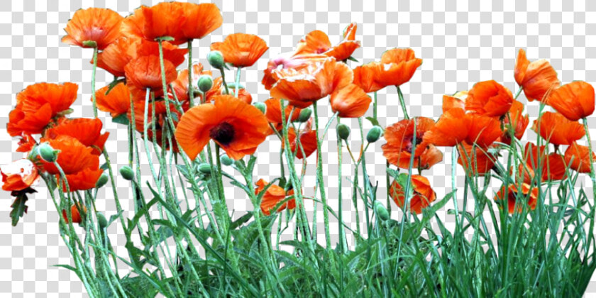 Poppy Field Png   Poppies Png  Transparent PngTransparent PNG