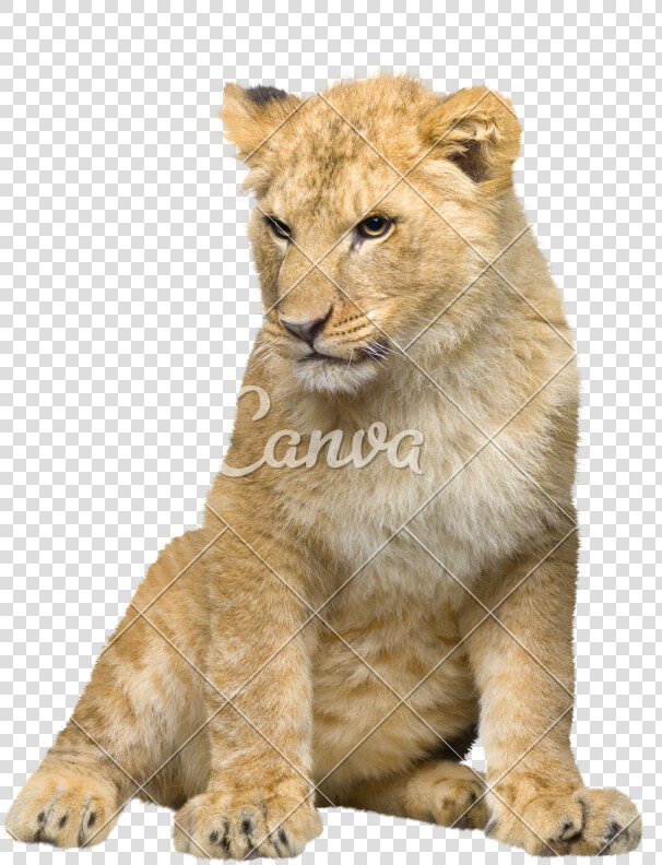 Transparent Lion Cub Clipart   Lion Cub Transparent Background  HD Png DownloadTransparent PNG