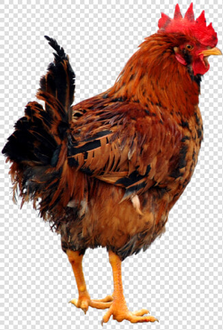 Png Chiken  Transparent PngTransparent PNG