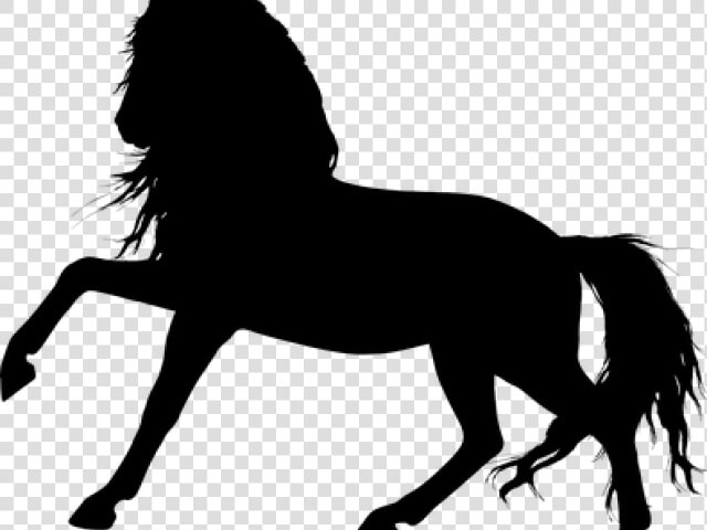 Stallion Clipart Silhouette   Horse Silhouette Transparent Background  HD Png DownloadTransparent PNG