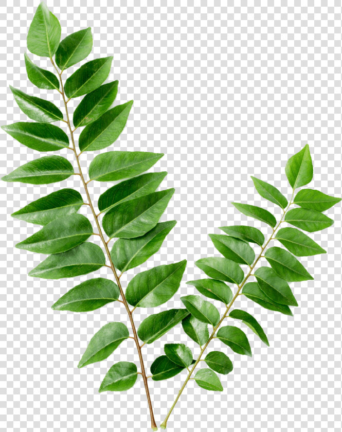 Curry Leaves Png   Leaves Curry  Transparent PngTransparent PNG