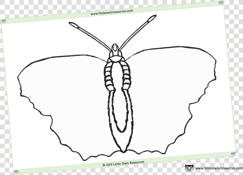 Blank Butterfly Template Sheet  HD Png DownloadTransparent PNG