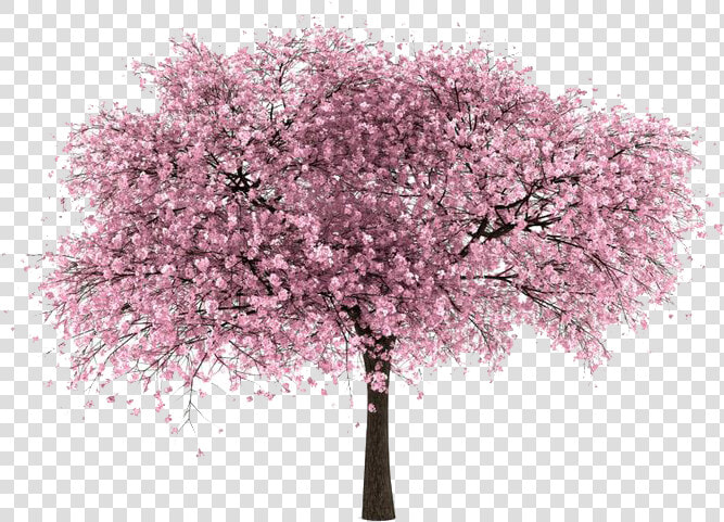 Cherry Blossom Transparent Background   Cherry Tree Transparent Background  HD Png DownloadTransparent PNG