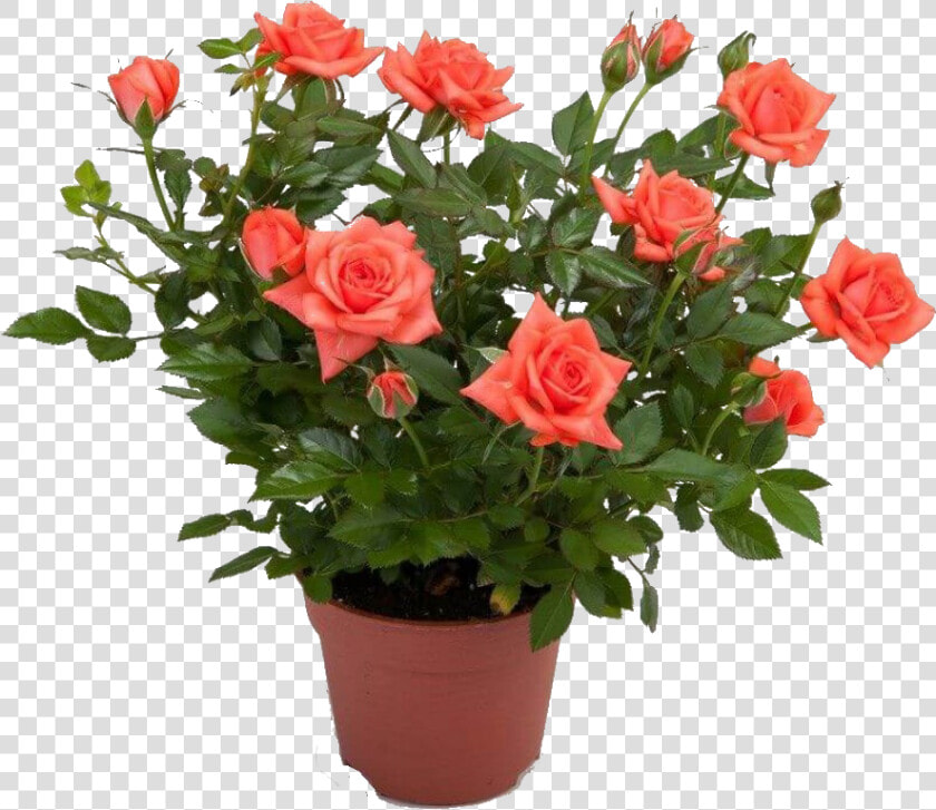 Pinterest Garden  Indoor Plants  Planting Flowers    Roses In Pot Png  Transparent PngTransparent PNG