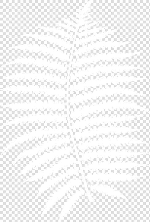 Transparent Fern Png   Fern Leaves Png White  Png DownloadTransparent PNG