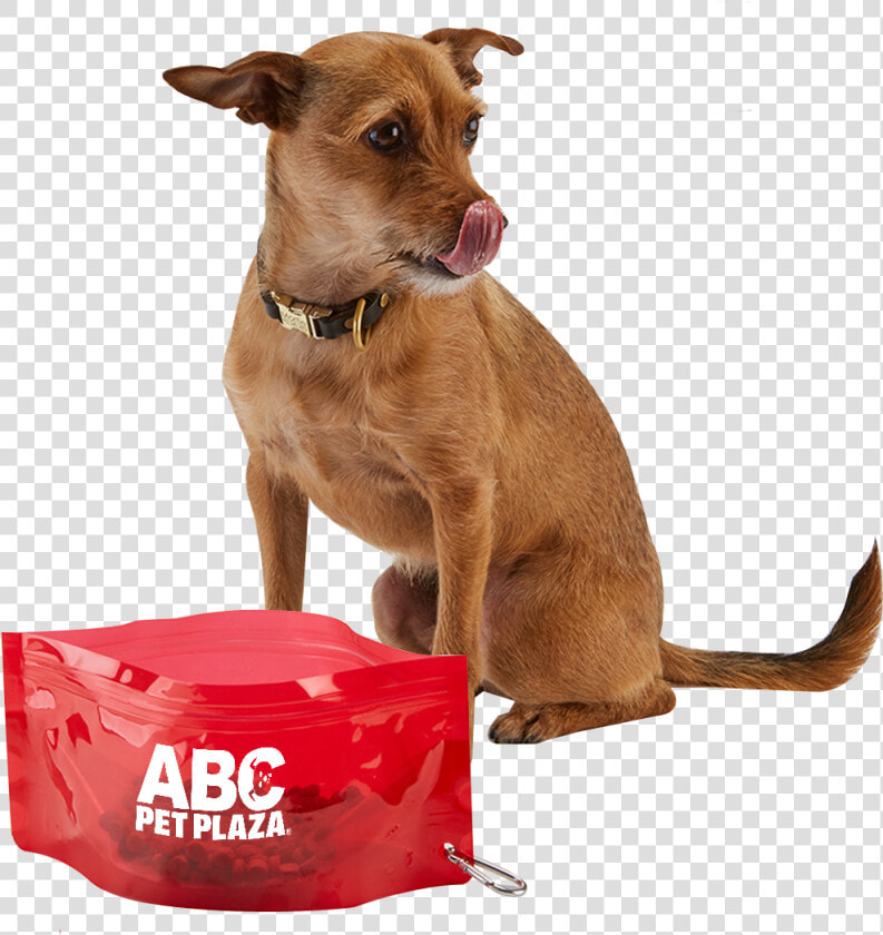 3249 Fold it™ Pet Bowl   Dog Catches Something  HD Png DownloadTransparent PNG