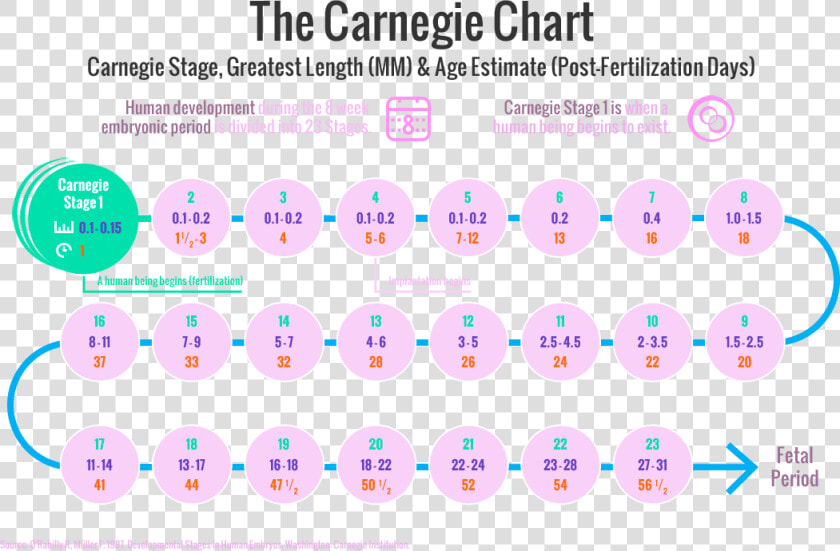 The Carnegie Stages Of Human Embryonic Development   Circle  HD Png DownloadTransparent PNG