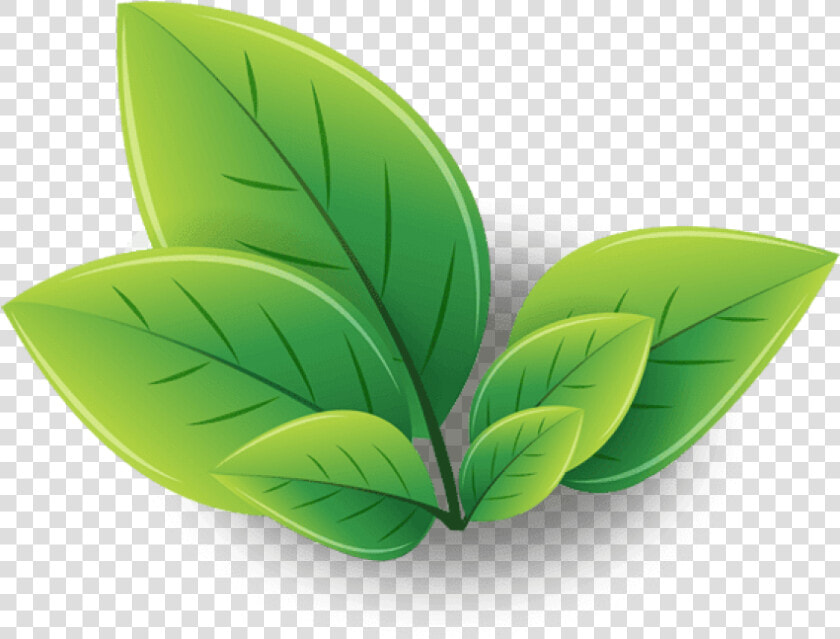 Green Tea Png Transparent Images   Logo Green Tea Leaves  Png DownloadTransparent PNG