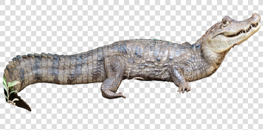 Caiman Crocodilus2   Nile Crocodile  HD Png DownloadTransparent PNG