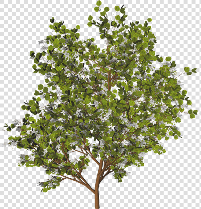 Arbre   Plante Photoshop  HD Png DownloadTransparent PNG