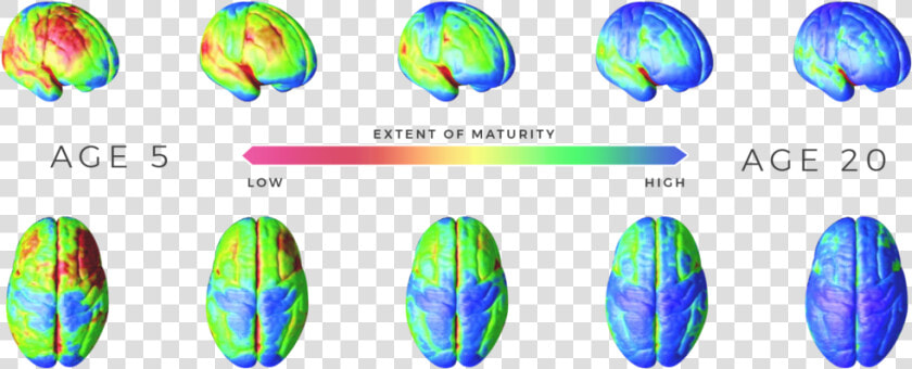 Extent Of Maturity   Adolescent Brain Development  HD Png DownloadTransparent PNG