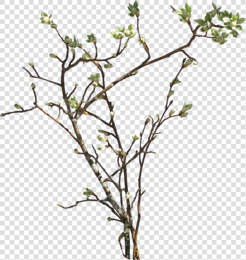 Branch Png Picture   Bush Branch Png  Transparent PngTransparent PNG