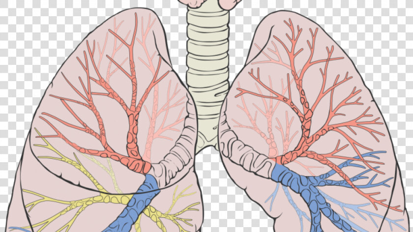 Remove Water In Lungs  HD Png DownloadTransparent PNG