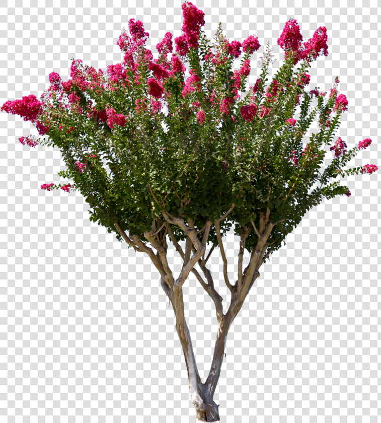 Crate Myrtle Golden Png   Crepe Myrtle Tree Png  Transparent PngTransparent PNG