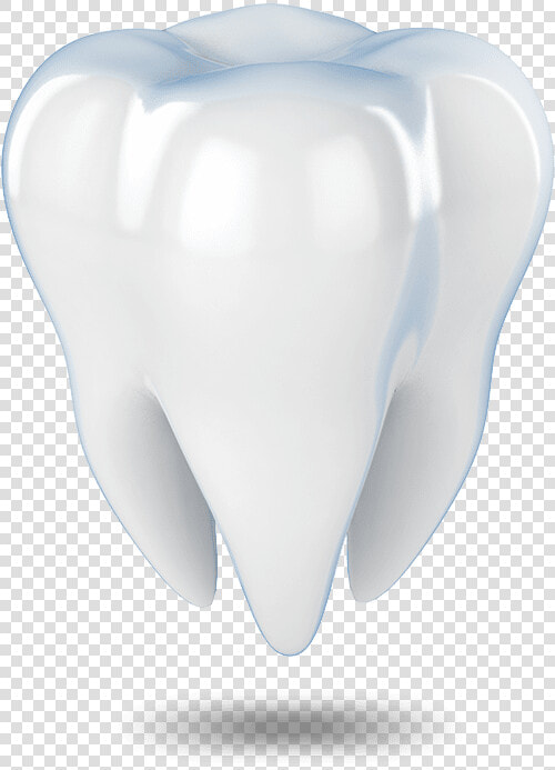 Tooth Model Waterford  Ct   Fang  HD Png DownloadTransparent PNG