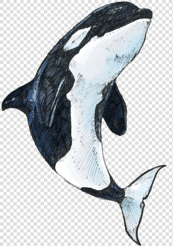 Transparent Killer Whale Png   Killer Whale  Png DownloadTransparent PNG