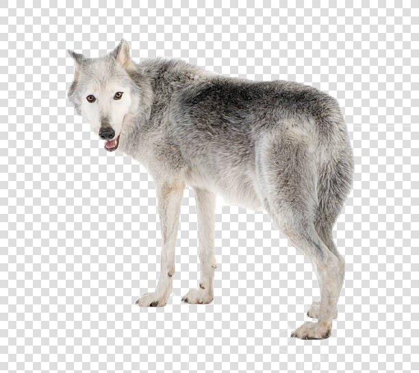 Wolf Png Picture   Gray Wolf White Background  Transparent PngTransparent PNG