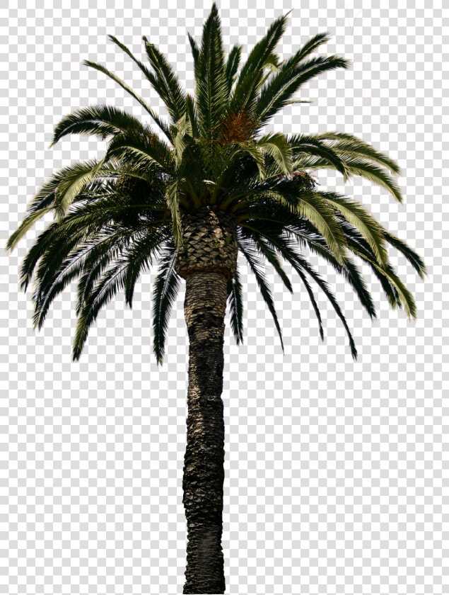 Transparent Palm Tree Png Transparent   Real Palm Tree Transparent Background  Png DownloadTransparent PNG