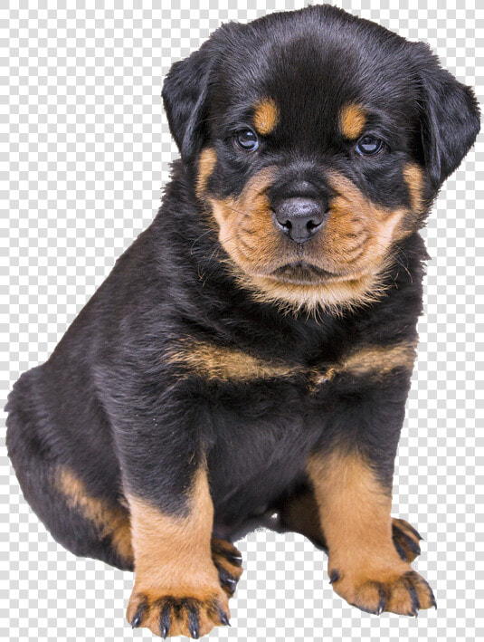 Rottweiler Puppy Png  Transparent PngTransparent PNG