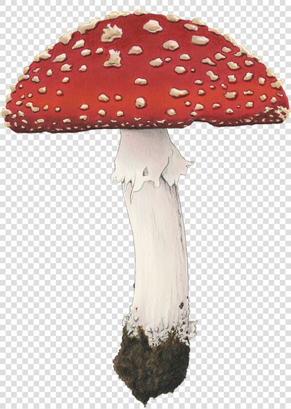 Fly Agaric Mushroom Png  Transparent PngTransparent PNG