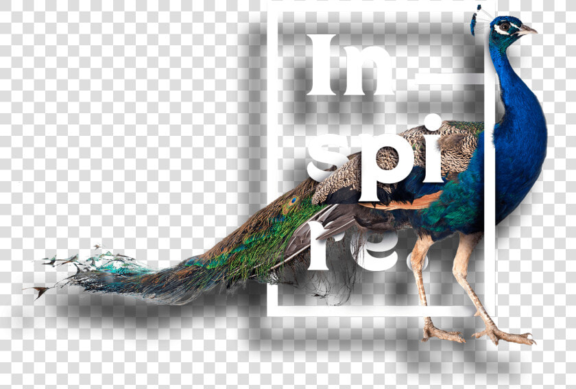 Peafowl  HD Png DownloadTransparent PNG