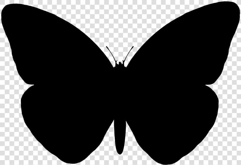 Butterfly Vector Graphics Portable Network Graphics   Silhouette Butterfly Vector Png  Transparent PngTransparent PNG