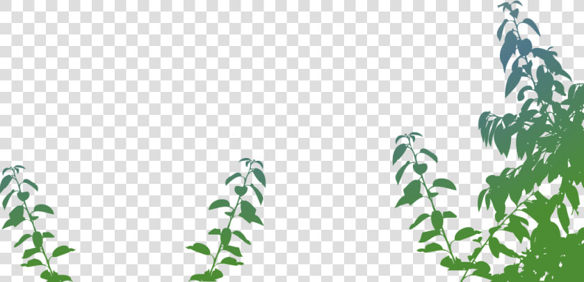 Transparent Arbusto Png   Arbustos De Marihuana Png  Png DownloadTransparent PNG