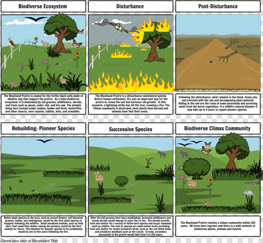 Secondary Succession After A Wildfire  HD Png DownloadTransparent PNG