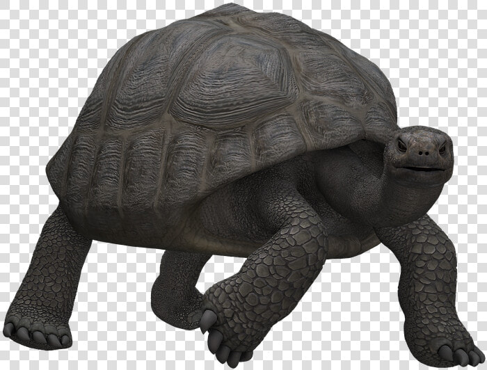 Turtle  Panzer  Animal  Mammal  Digital Art  Isolated   Skildpadde Png  Transparent PngTransparent PNG