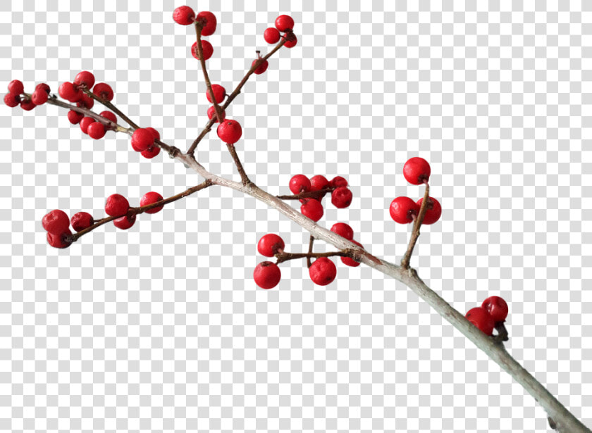 Christmas  Deco  Berry Red  Branch   Christmas Berries Transparent Background  HD Png DownloadTransparent PNG