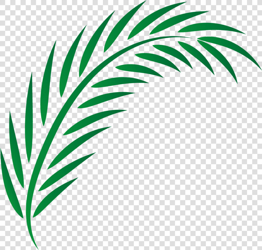 Transparent Illuminated Manuscript Clipart   Vector Palm Leaves Png  Png DownloadTransparent PNG