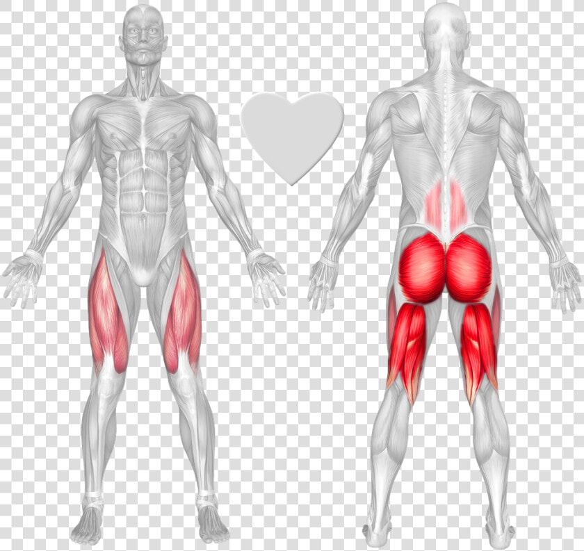 Anatomical Muscle Stretching Png  Transparent PngTransparent PNG