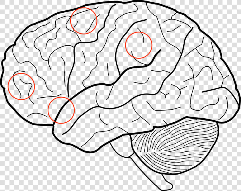 Transparent Frontal Lobe Clipart   Brain Sketch  HD Png DownloadTransparent PNG