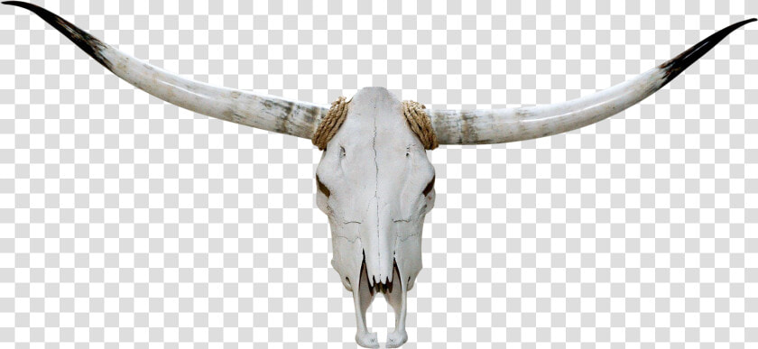 Collection Of Free Transparent Skull Longhorn Download   Head Bull Skull Png  Png DownloadTransparent PNG