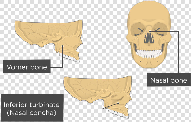 Nasal  Vomer  And Inferior Turbinate Bones Overview   Inferior Nasal Concha Bone  HD Png DownloadTransparent PNG