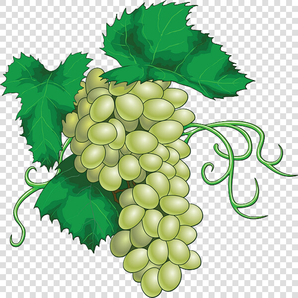 Vector Grapes   Png Download   Vector Grapes  Transparent PngTransparent PNG