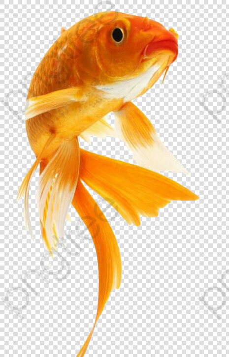 Goldfish Clipart Cute   Cute Goldfish  HD Png DownloadTransparent PNG