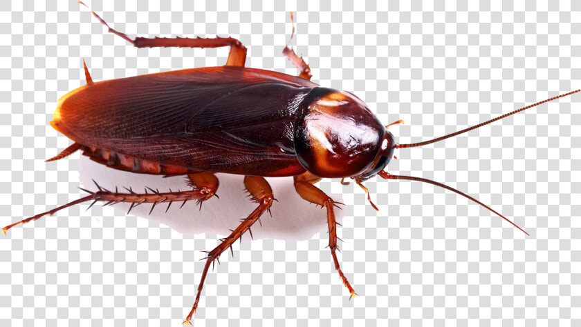 Cockroach Png High quality Image   Cockroach Png  Transparent PngTransparent PNG